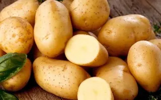 УРАЛЬСКИЙ РАННИЙ