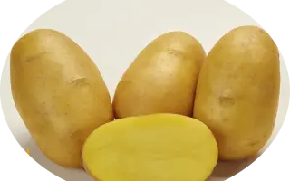ДЖАВА