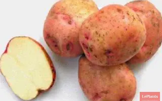 ЕРМАК УЛУЧШЕННЫЙ