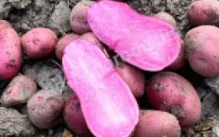 ПРИНЦЕССА НАТАВАН