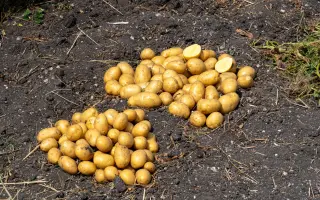 СУВОРОВСКИЙ