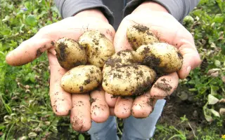 КУЗБАССКИЙ