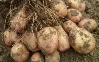 РОЗОВЫЙ ЧАРОДЕЙ