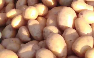 ВЕЧЕРНИЙ ОМСК