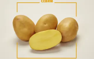 СЕВИМ
