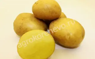 КРАСА МЕЩЕРЫ