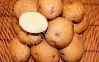 СИНЕГЛАЗКА 2016