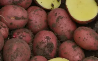 БАЛТИК РОУЗ