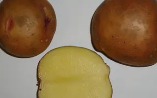 СМОЛЯНОЧКА