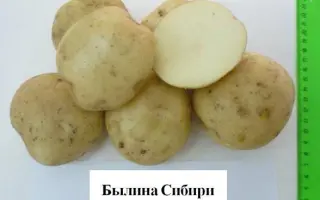 БЫЛИНА СИБИРИ