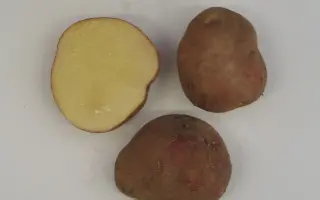 ТУЛУНСКИЙ РАННИЙ