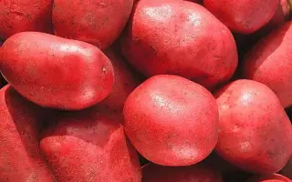 УТРО РАННЕЕ