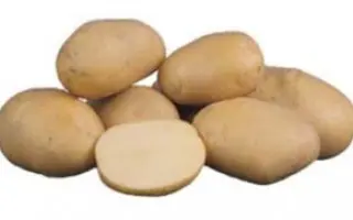 БРЯНСКИЙ РАННИЙ