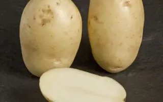 ЛЕДИ ЛЕНОРА