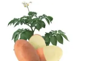ЛЕДИ БЛАНКА