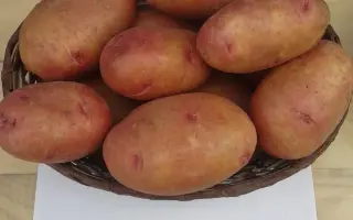 ВЕКТАР БЕЛОРУССКИЙ