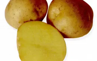 КЕМЕРОВЧАНИН