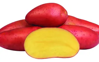 РЕД ФЭНТАЗИ