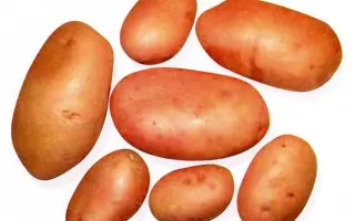МАТУШКА