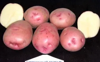 СИРЕНЕВЫЙ ТУМАН