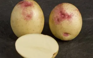 БОННИ