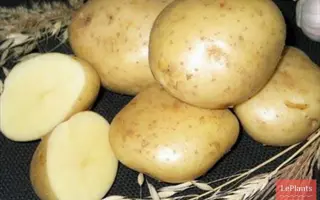 СКОРОПЛОДНЫЙ