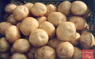 ПЕТЕРБУРГСКИЙ