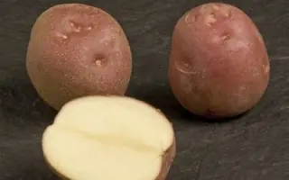 ЛЕДИ РОЗЕТТА