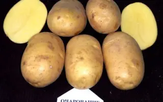 ОЧАРОВАНИЕ