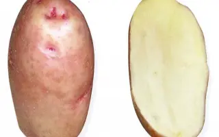 ЗАГАДКА ПИТЕРА