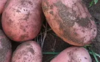 БРЯНСКИЙ КРАСНЫЙ