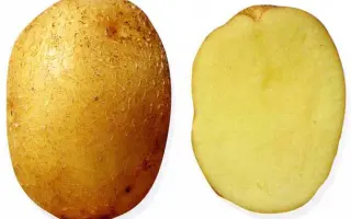 КОЛОБОК