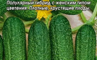 ЛИБЕЛЛЕ