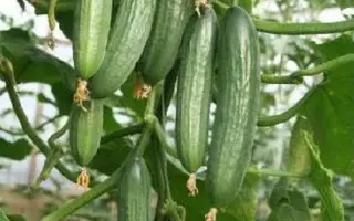 МОСКОВСКИЙ ТЕПЛИЧНЫЙ