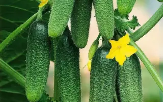 ХРУСТАЛЕФФ