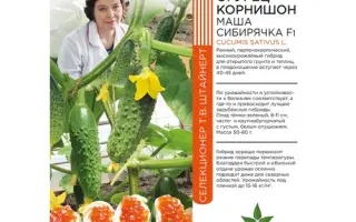 МАША СИБИРЯЧКА