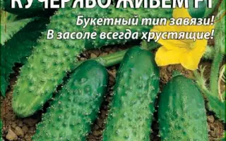 КУЧЕРЯВО ЖИВЁМ