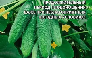 ДОМОВЁНОК КУЗЯ