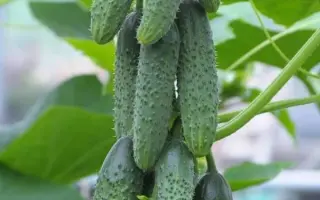 СИБИРСКИЙ ПУЧОК