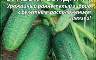 БРАВЫЙ СОЛДАТ