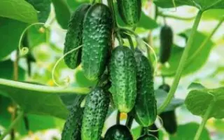 БОЛЬШОЙ КУШ