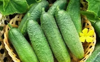 ПРИМАДОННА ДАЧНИКА