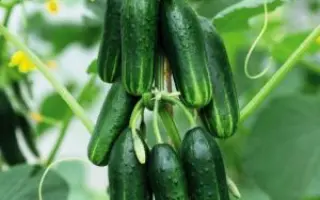 МОЛОДО-ЗЕЛЕНО