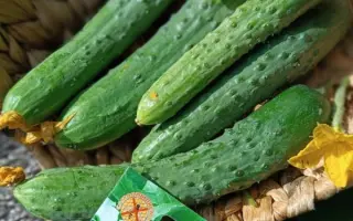 ШАЛЬНАЯ ИМПЕРАТРИЦА