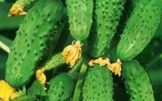 БОГАТАЯ ГРЯДКА