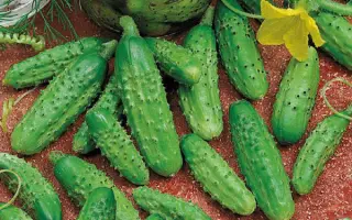 УРАЛЬСКИЙ ПИКУЛЬ