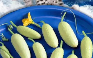 СНЕЖНЫЙ БАРС