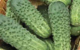 ГРАНДАНДРЕА