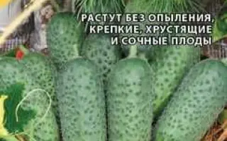 ЛЮБИМЫЙ ВНУЧОК