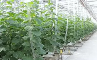 КОМПОЗИТОР